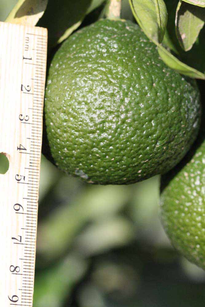              Immature fruit (Riverside, CA)       